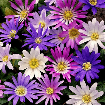 Анемона Бланда Смесь окрасок Анемона Бланда Смесь окрасок