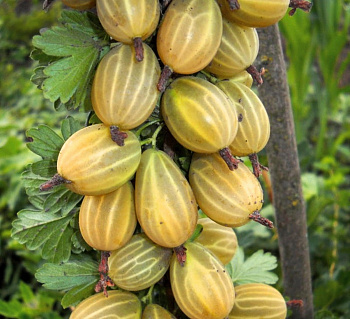 Крыжовник Куршу дзинтарс Крыжовник Куршу дзинтарс