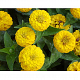 Цинния лиллипут Лимонная Цинния лиллипут Лимонная