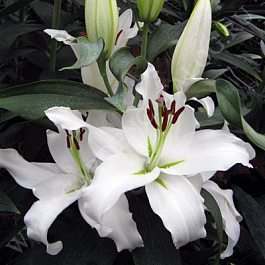 Лилия восточная горшечная Фри Чойс