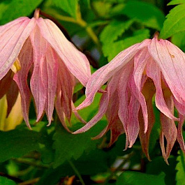 Клематис ботанический Пинк Свин