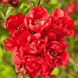 Айва японская Red Joy