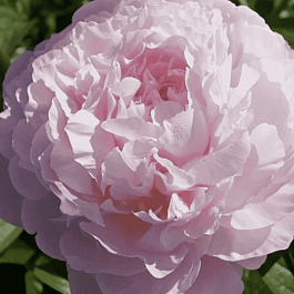 Пион Молочноцветковый Albert Crousse