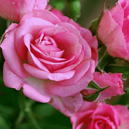 Роза спрей Nataly