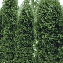 Туя западная Holmstrup