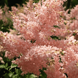 Астильба японская Peach Blossom