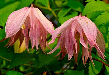 Клематис ботанический Пинк Свин