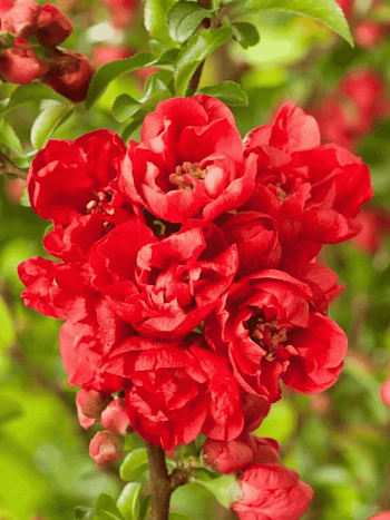 Айва японская Red Joy