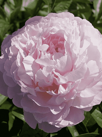 Пион Молочноцветковый Albert Crousse