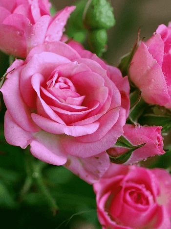 Роза спрей Nataly