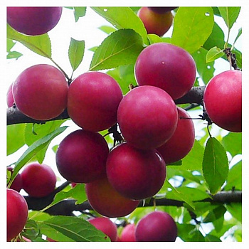 Алыча Путешественница