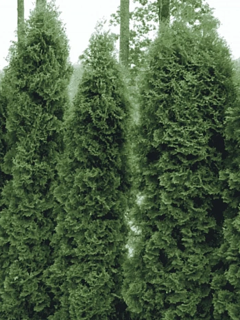 Туя западная Holmstrup