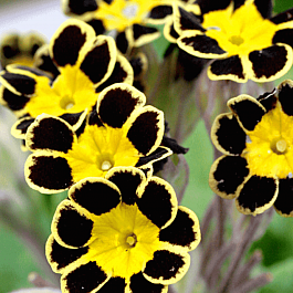 Примула высокая Victoriana Gold Lace Black