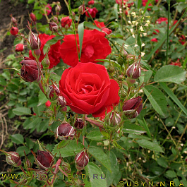 Роза канадская парковая Аделаида Худлес Роза канадская парковая Аделаида Худлес