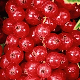 Смородина красная Джонкер Ван Тетс