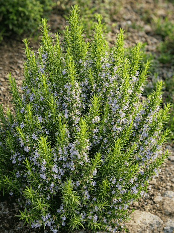 Розмарин лекарственный