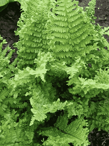 Щитовник мужской Crispa Cristata