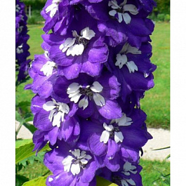 Дельфиниум высокий Дельфина Дарк Блю Вайт Би