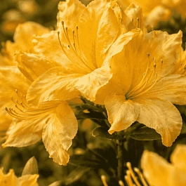 Азалия Windsor Sunbeam