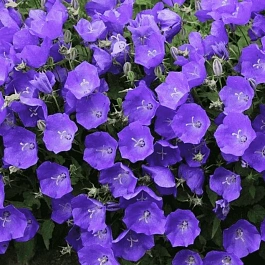 Колокольчик  карпатский Carillon Blue