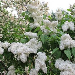 Сирень обыкновенная Снежный ком Сирень обыкновенная Снежный ком