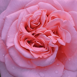 Роза чайно-гибридная Ashley