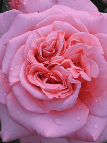 Роза чайно-гибридная Ashley