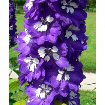 Дельфиниум высокий Дельфина Дарк Блю Вайт Би