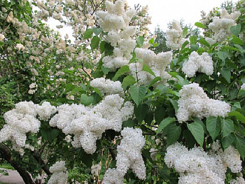 Сирень обыкновенная Снежный ком