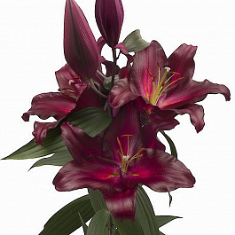 Лилия восточная Петролия