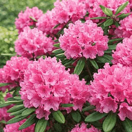 Рододендрон гибридный Гаага
