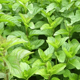 Мята Mandarin Mint