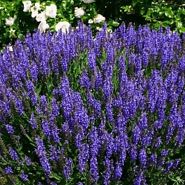 Шалфей дубравный Blauhugel