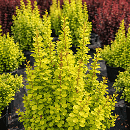 Барбарис Тунберга NEON GOLD