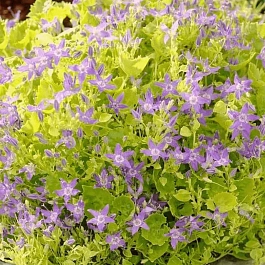 Колокольчик  гарганский Dicksons Gold