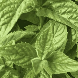 Мята Лаймовое Мороженое