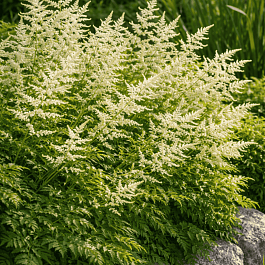 Волжанка кокорышелистная