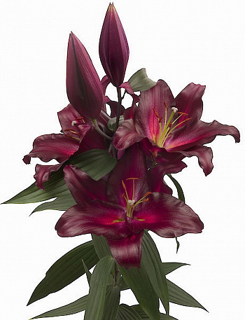 Лилия восточная Петролия