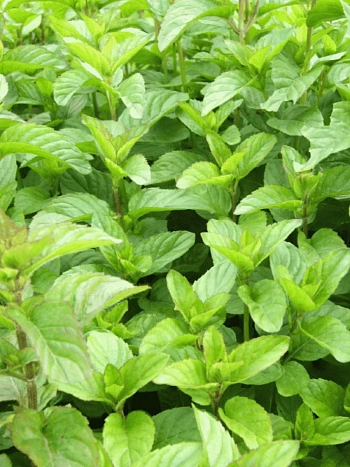 Мята Mandarin Mint