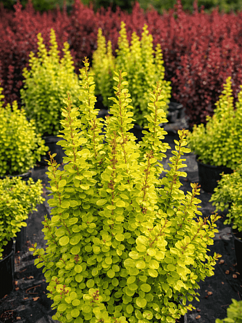 Барбарис Тунберга NEON GOLD