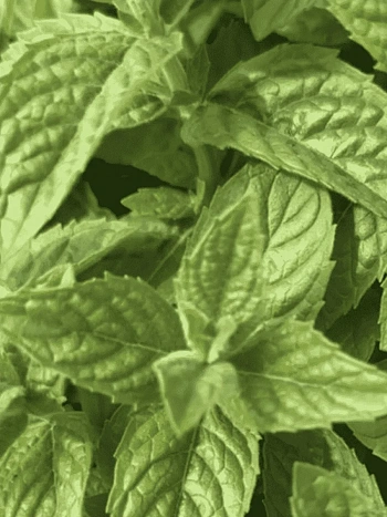 Мята Лаймовое Мороженое