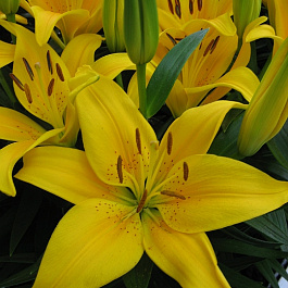 Лилия азиатская горшечная Тайни Би Лилия азиатская горшечная Тайни Би