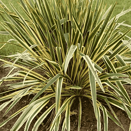 Юкка сизая Bright Edge