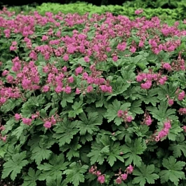 Герань крупнокорневищная Cream Pink