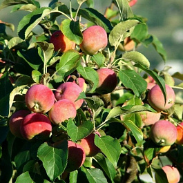 Яблоня Конфетное Яблоня Конфетное