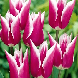 Тюльпан Claudia