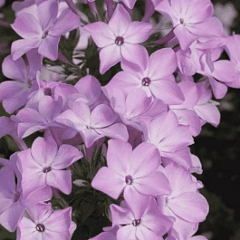 Флокс метельчатый Всемил