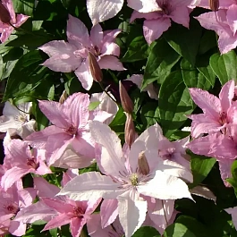 Клематис гибридный Hagley Hybrid