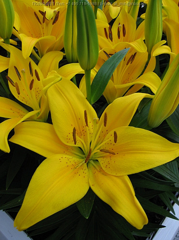 Лилия азиатская горшечная Тайни Би