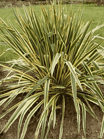 Юкка сизая Bright Edge